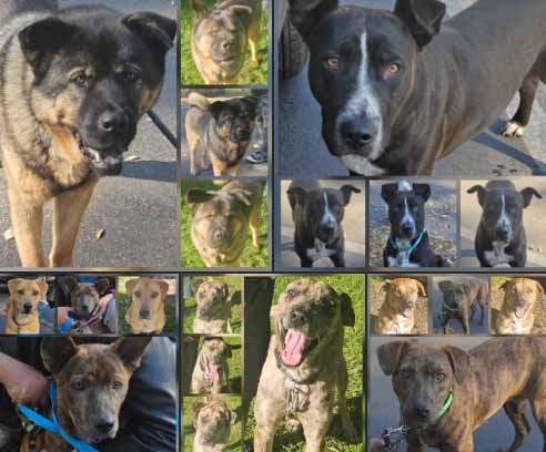 Friday's Furry Friends 11-28-2025