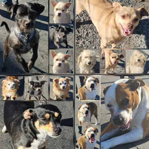 Saturday's Smiles 11-29-2025