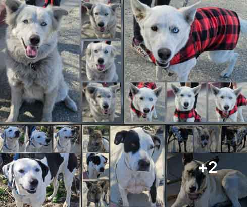 Sunday On The Streets 1-18-2026